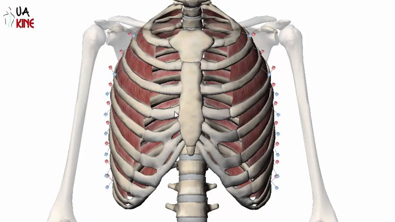 cual es la funcion de los musculos intercostales
