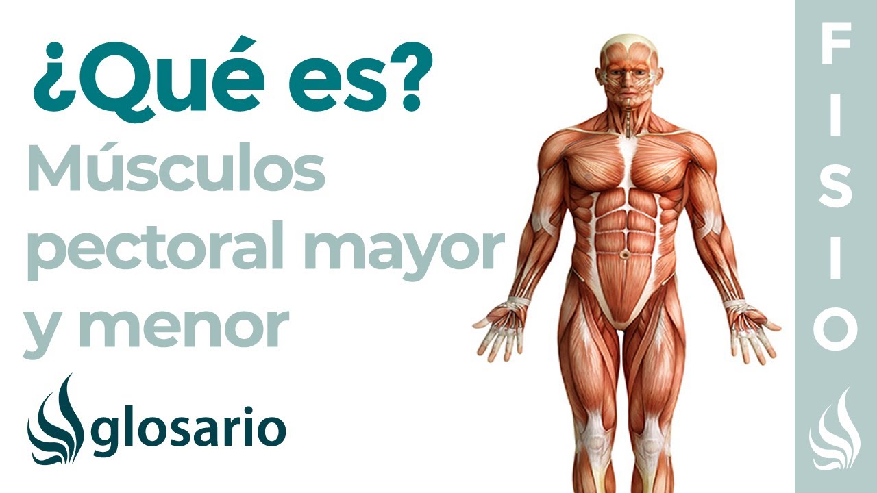 cual es la funcion de los pectorales