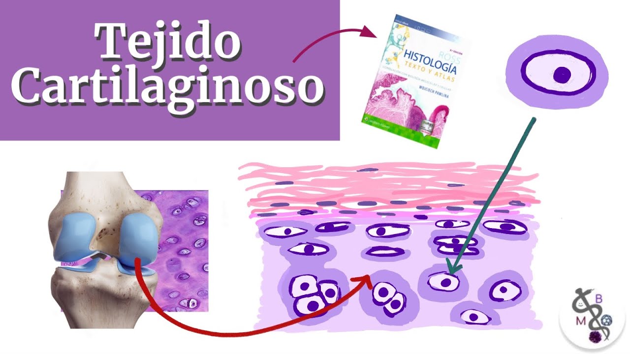 cuales son los componentes del tejido cartilaginoso