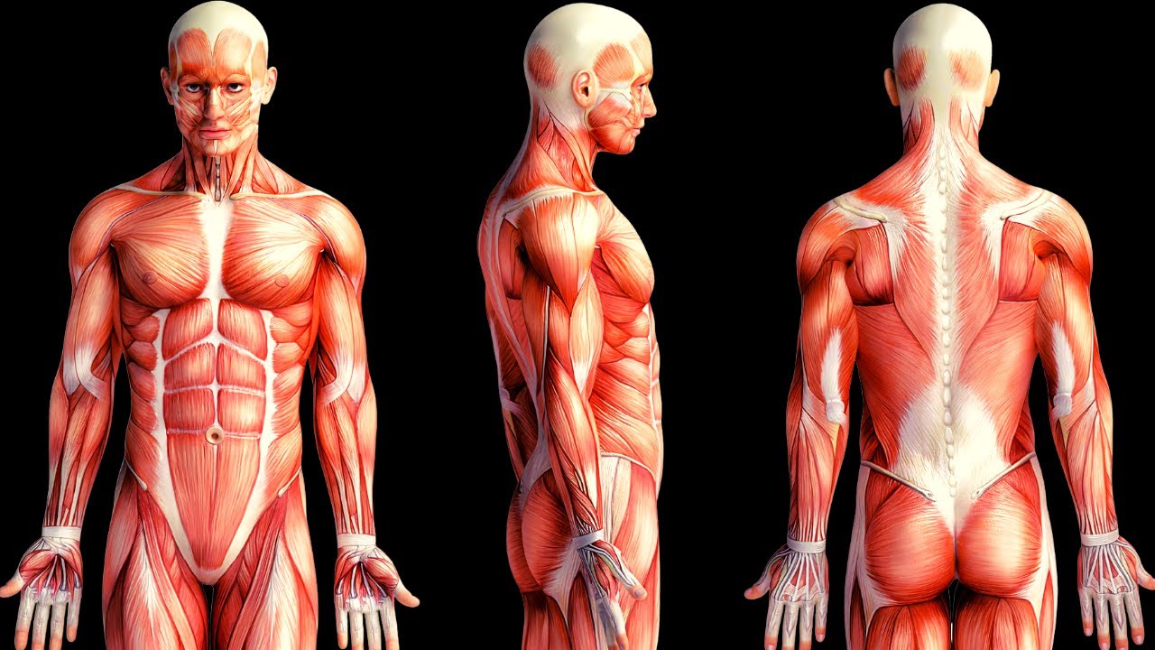 cuales son los principales musculos del sistema muscular