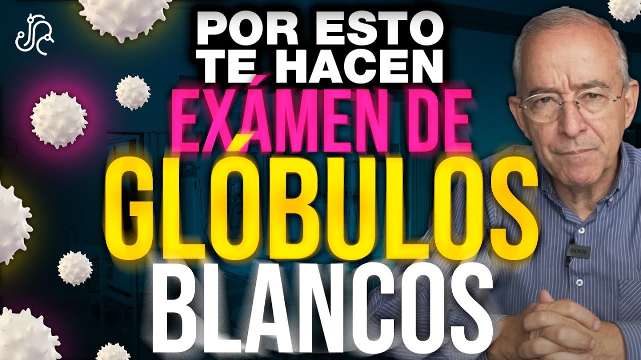 cuanto tardan en subir los glóbulos blancos