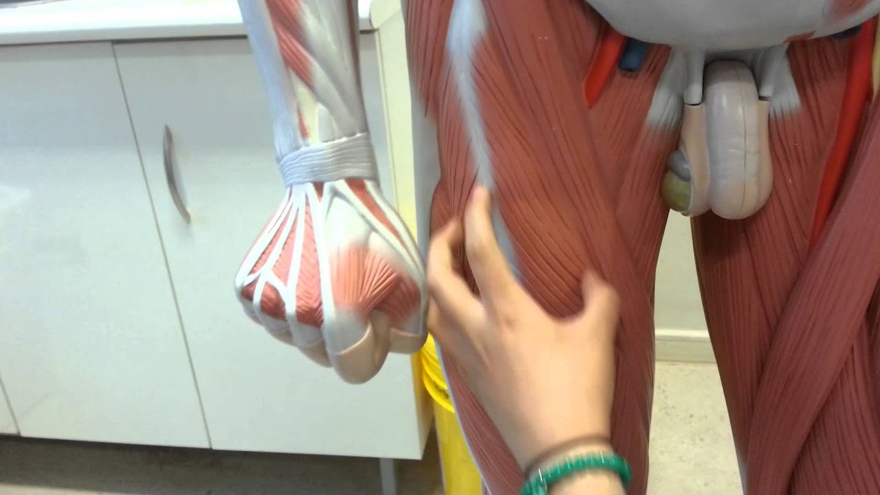 cuerpo humano por delante y atras