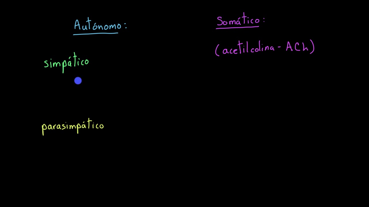 diferencia entre sistema nervioso autonomo y somatico