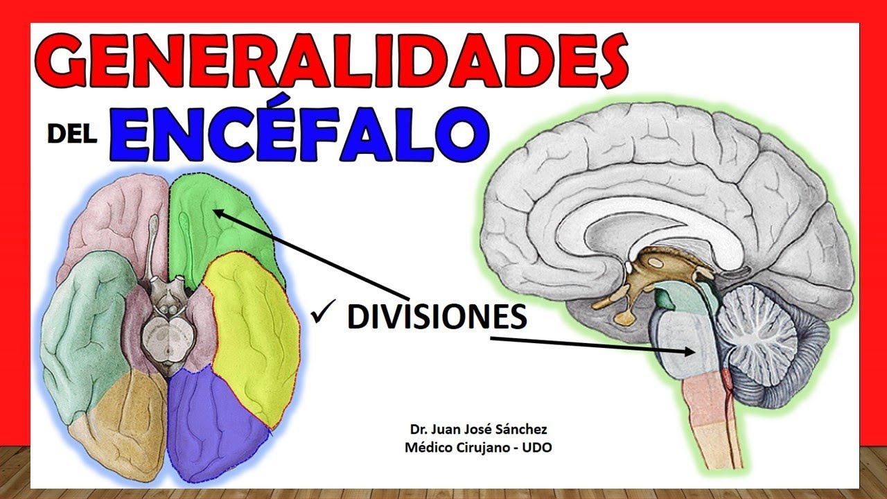 el encéfalo esta constituido por 3 estructuras que son
