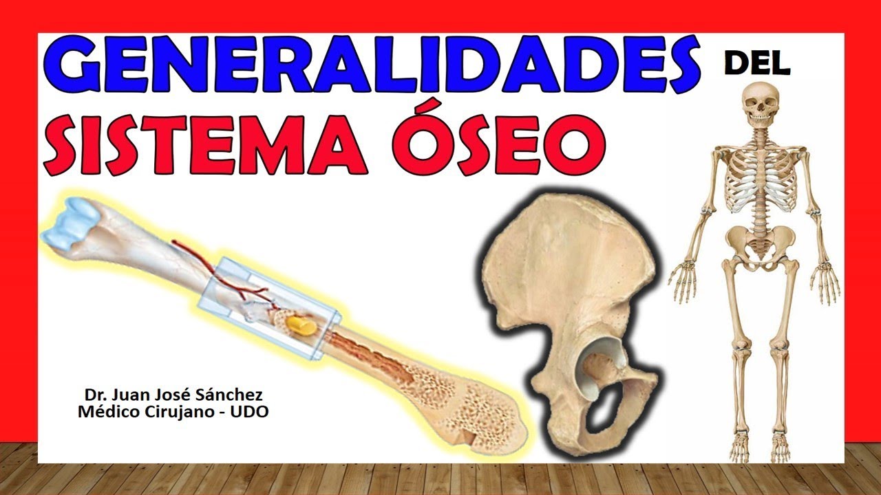 estructura y funcion de los huesos
