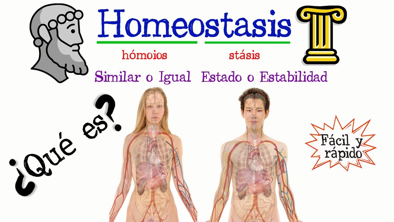 homeostasis de oxigeno para las celulas