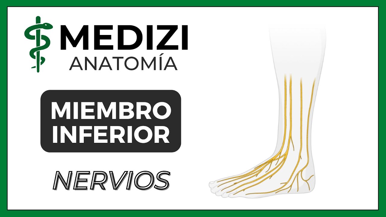 inervacion de los musculos del miembro inferior