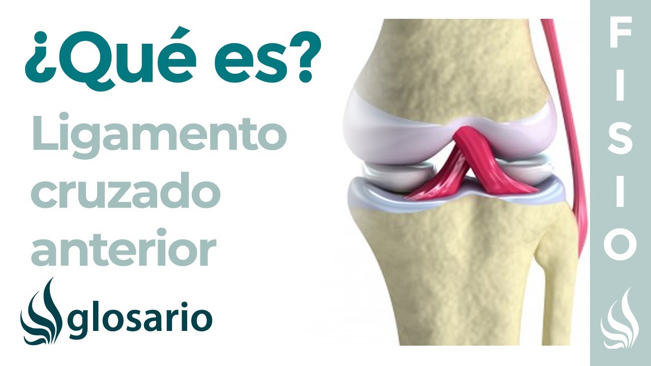 ligamento cruzado anterior origen e insercion
