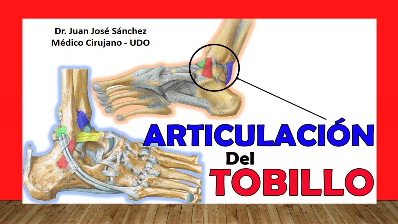 ligamentos de la articulacion del tobillo
