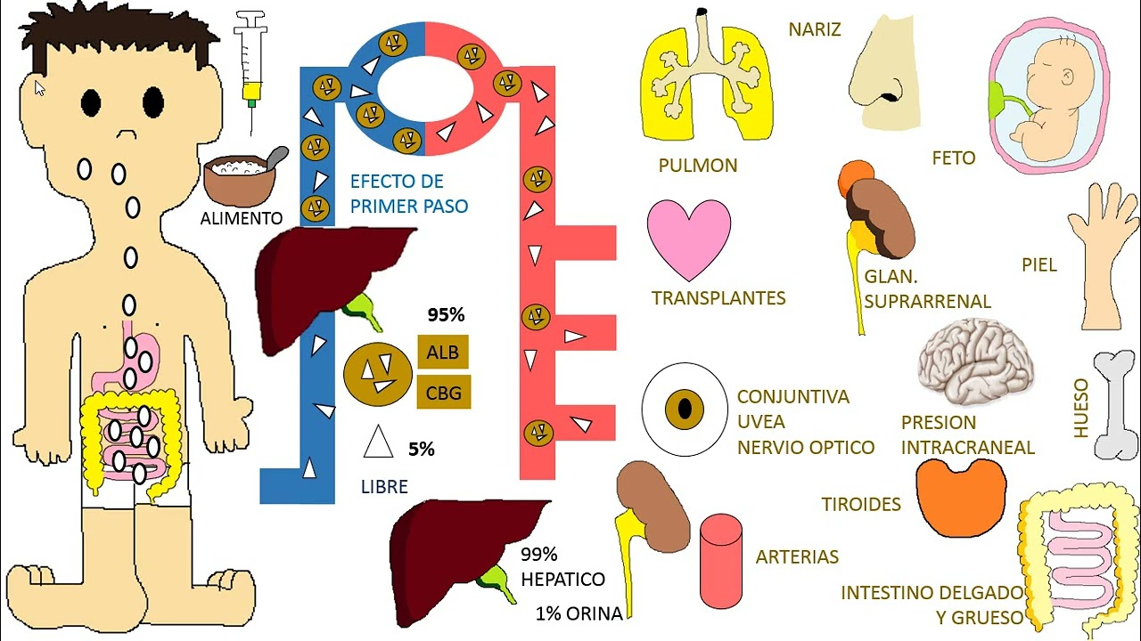 mecanismo de accion de los corticoides
