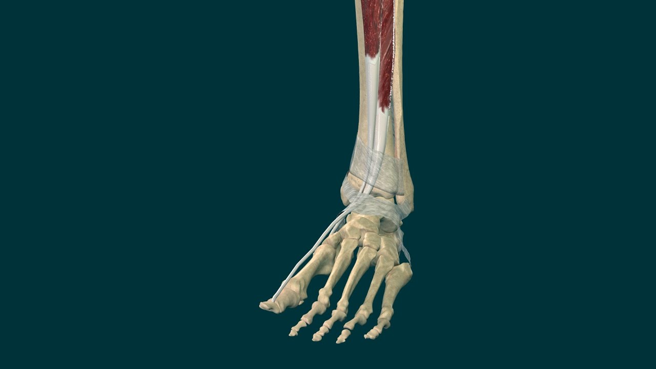 musculo que mueve el dedo gordo del pie