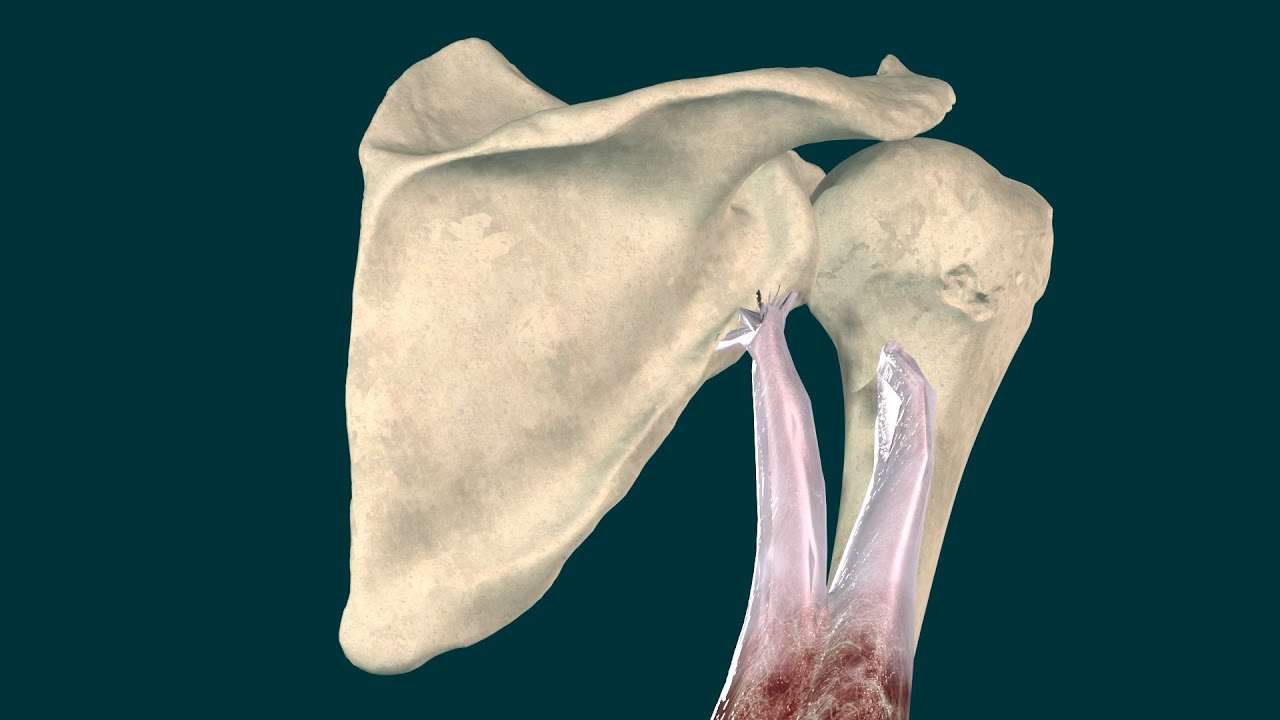 musculo triceps braquial origen insercion y funcion
