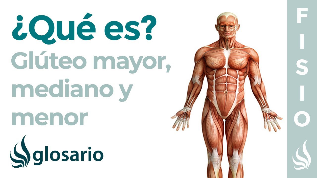 musculos de los gluteos y piernas