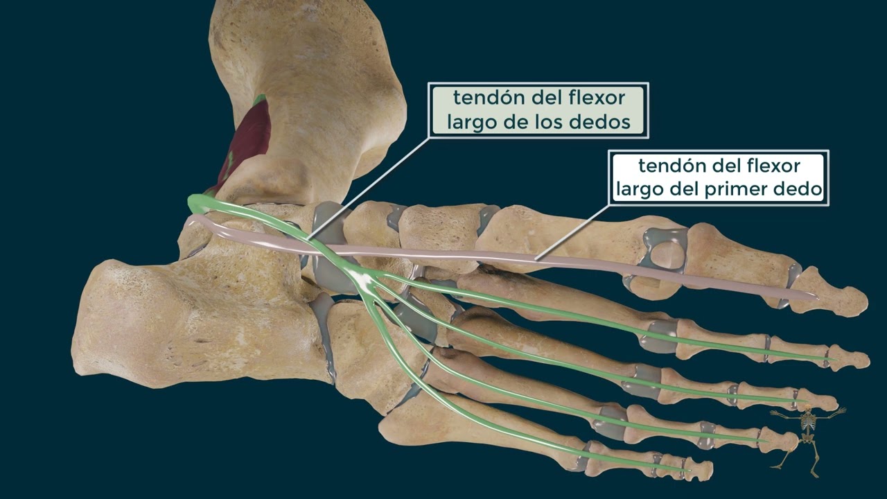 musculos del dedo gordo del pie