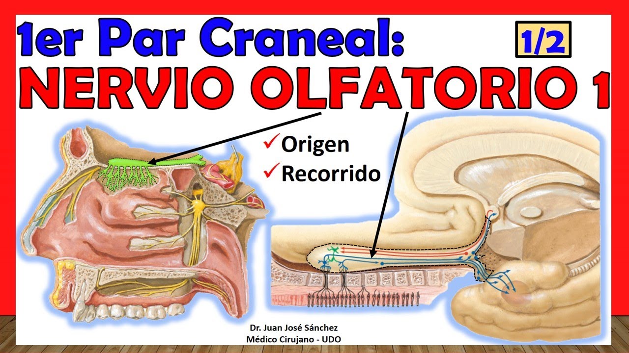 nervio olfatorio origen real y aparente