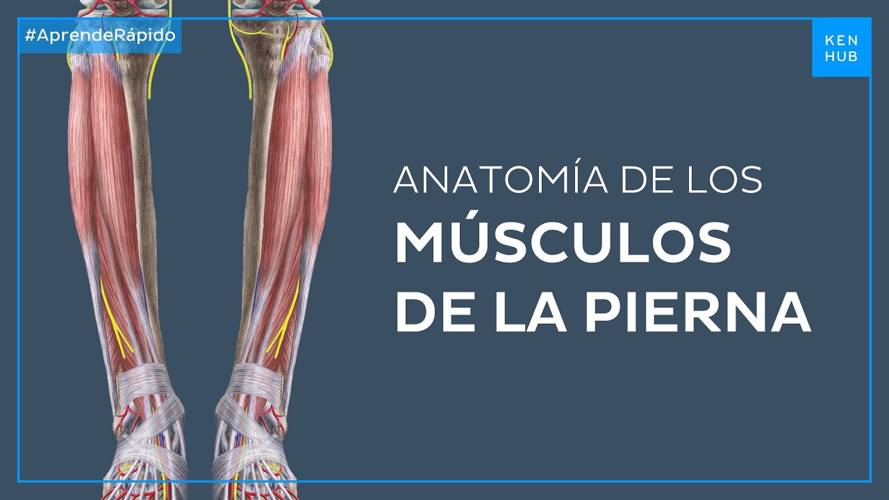 nombre de los musculos de la pierna
