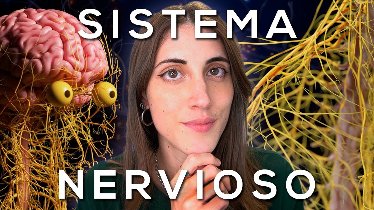 para que sirve el sistema nervioso central y periferico