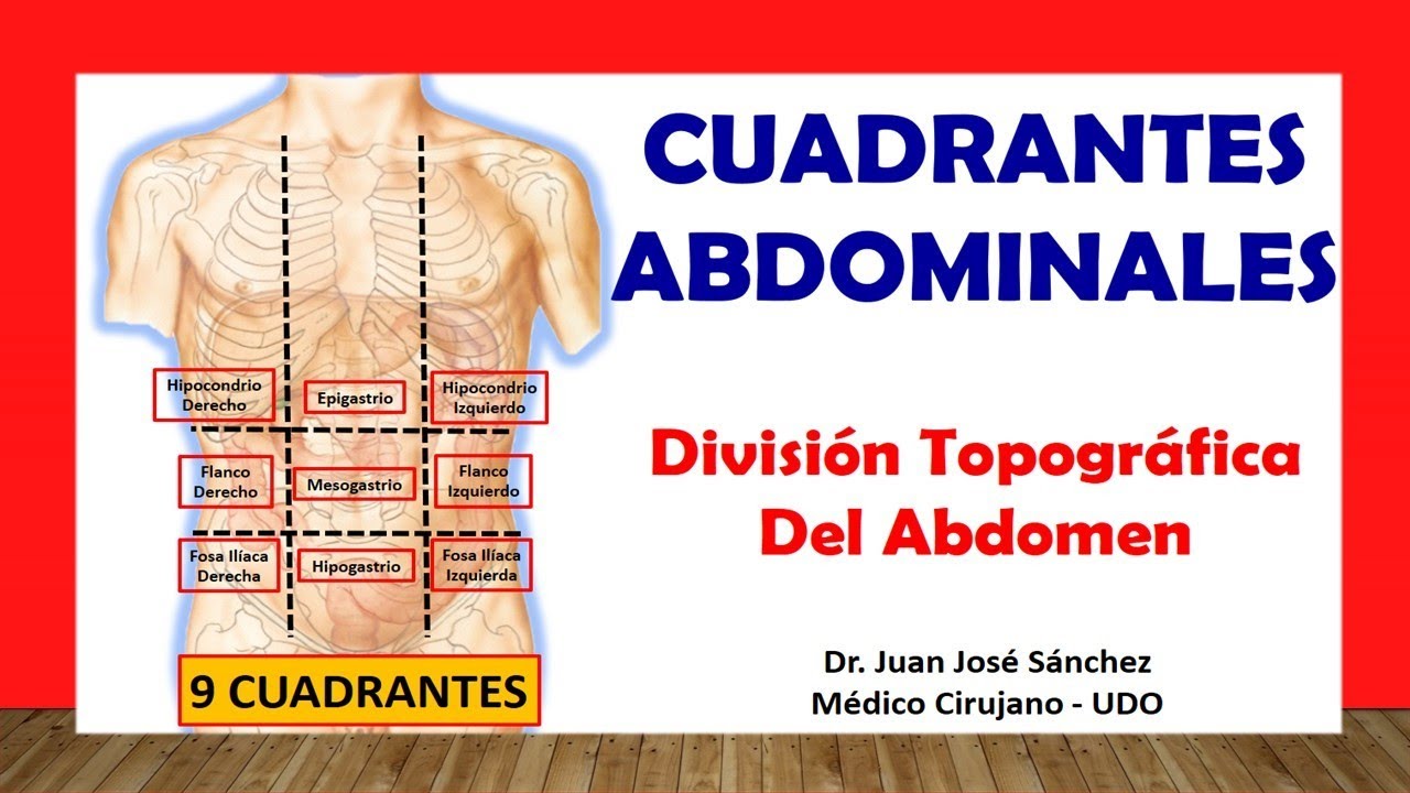 partes del abdomen y sus organos