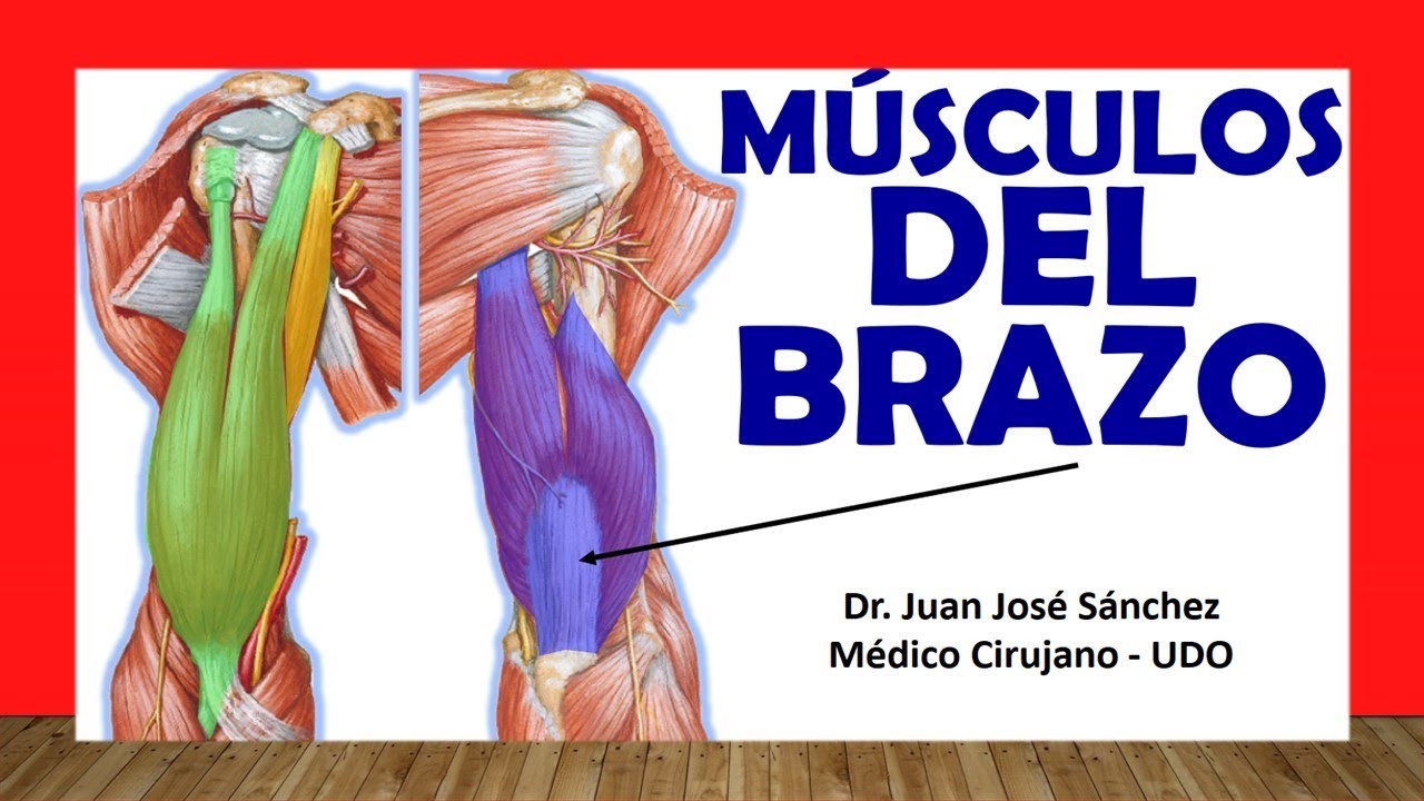 partes del cuerpo humano brazo y antebrazo