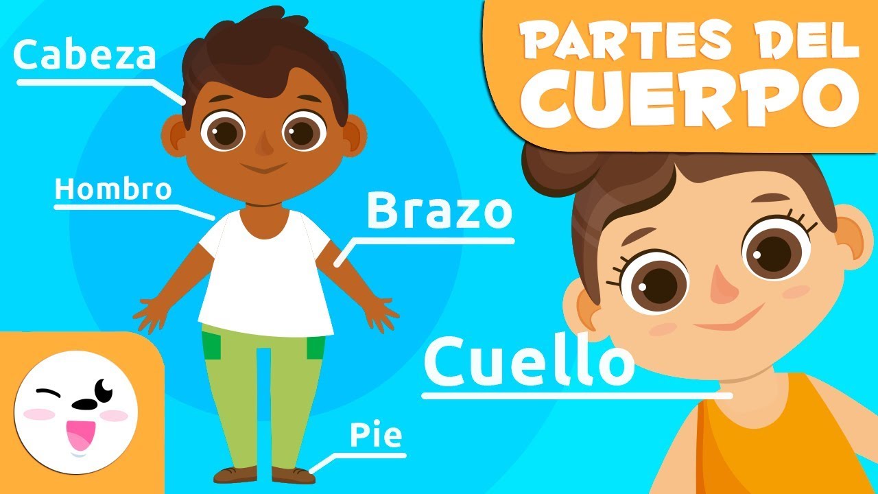 partes externas del cuerpo humano y sus funciones