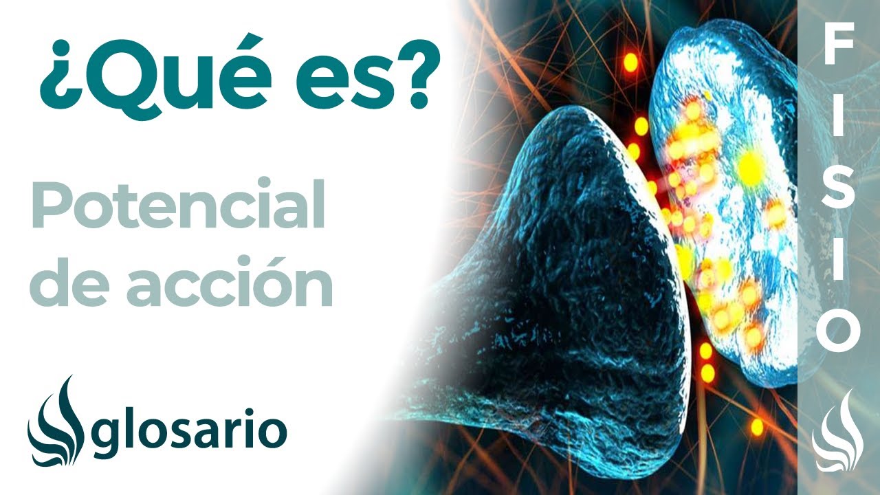 potencial de accion y sus fases