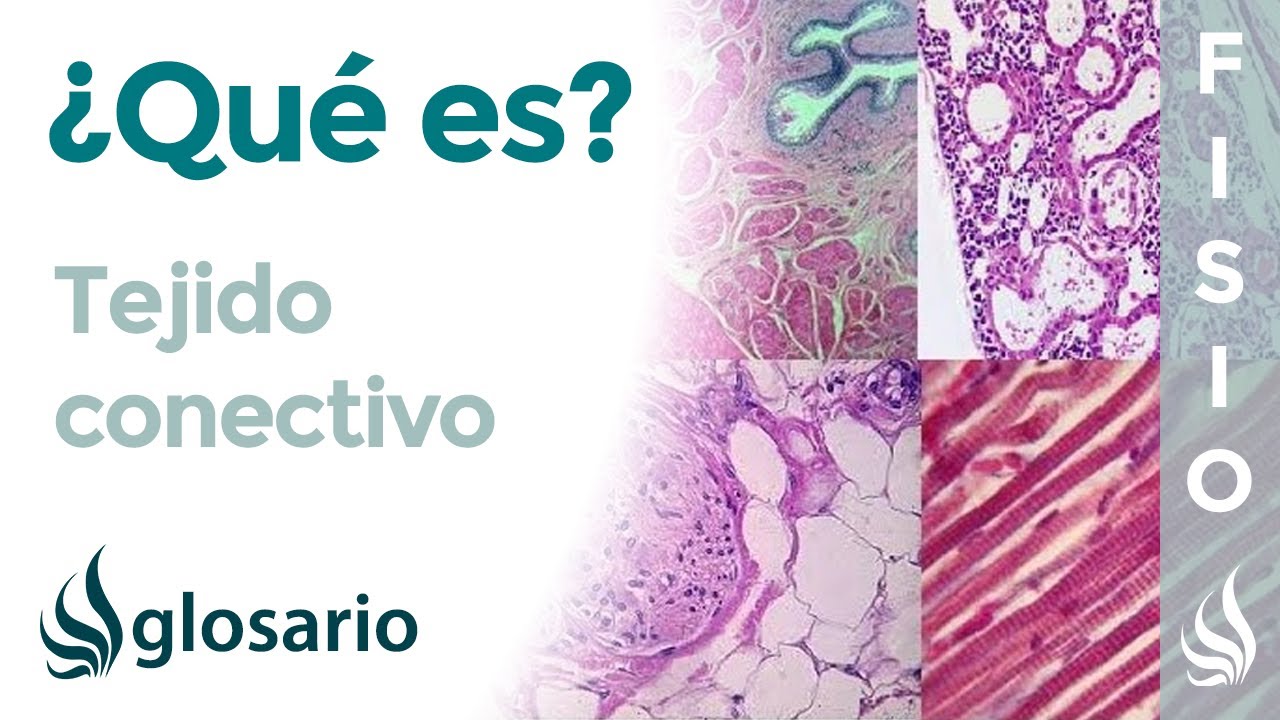 que es el tejido conectivo denso