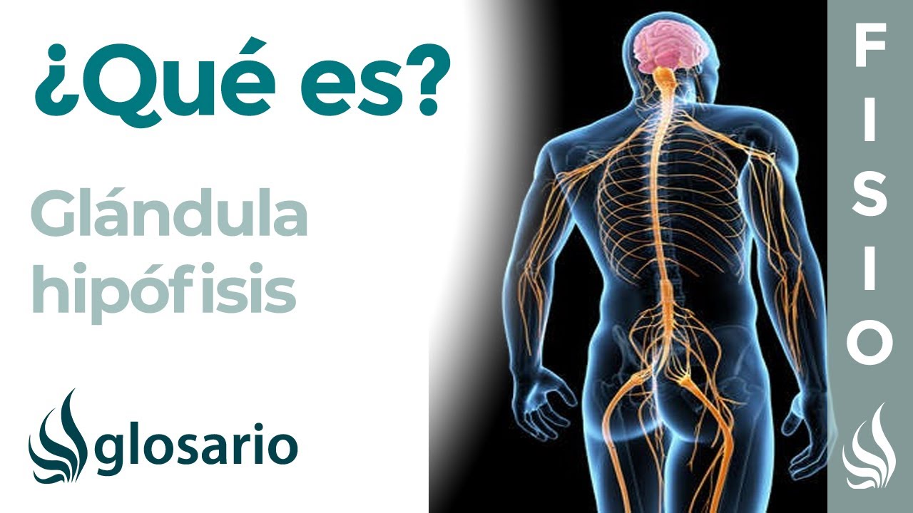que es la hipófisis y cual es su funcion