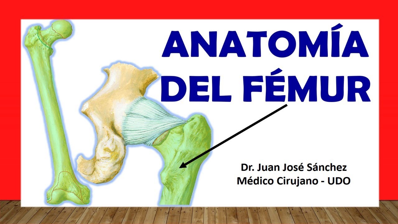que musculos rodean el femur y al humero