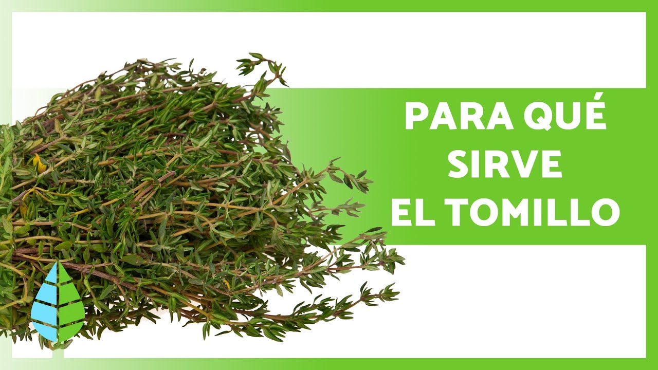 tomillo planta medicinal para que sirve y como se prepara