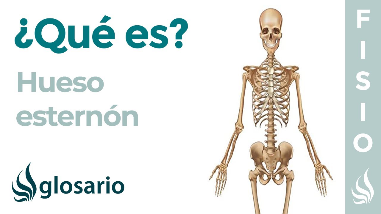 ubicacion del esternon en el cuerpo humano