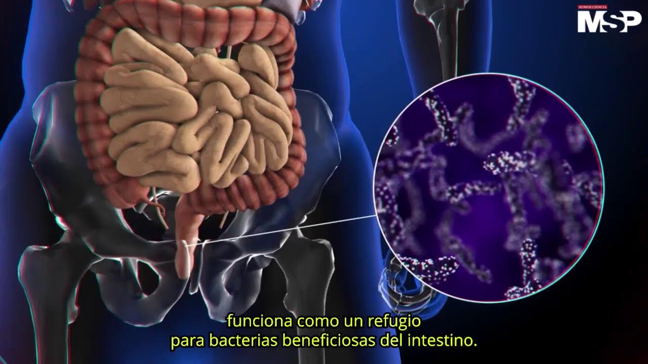 apéndice o prolongación de un órgano