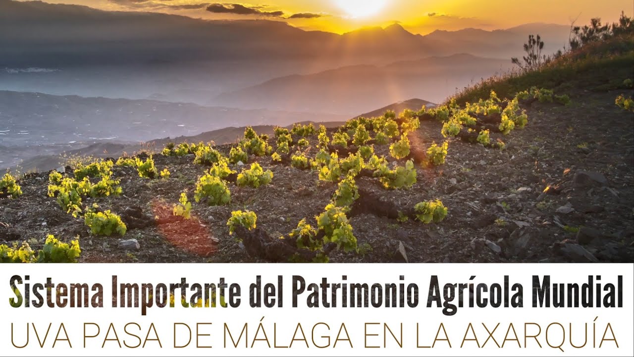 donde comprar pasas de la axarquía