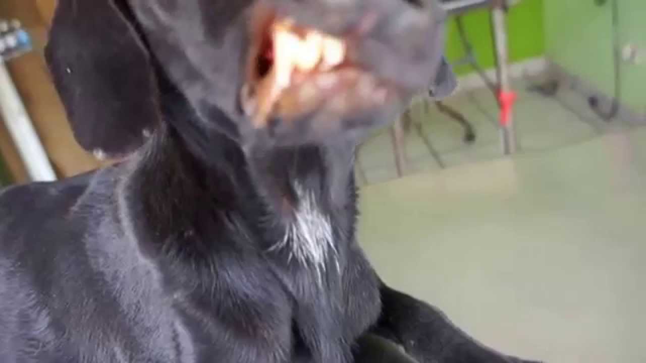 hepatitis en perros es contagiosa a los humanos