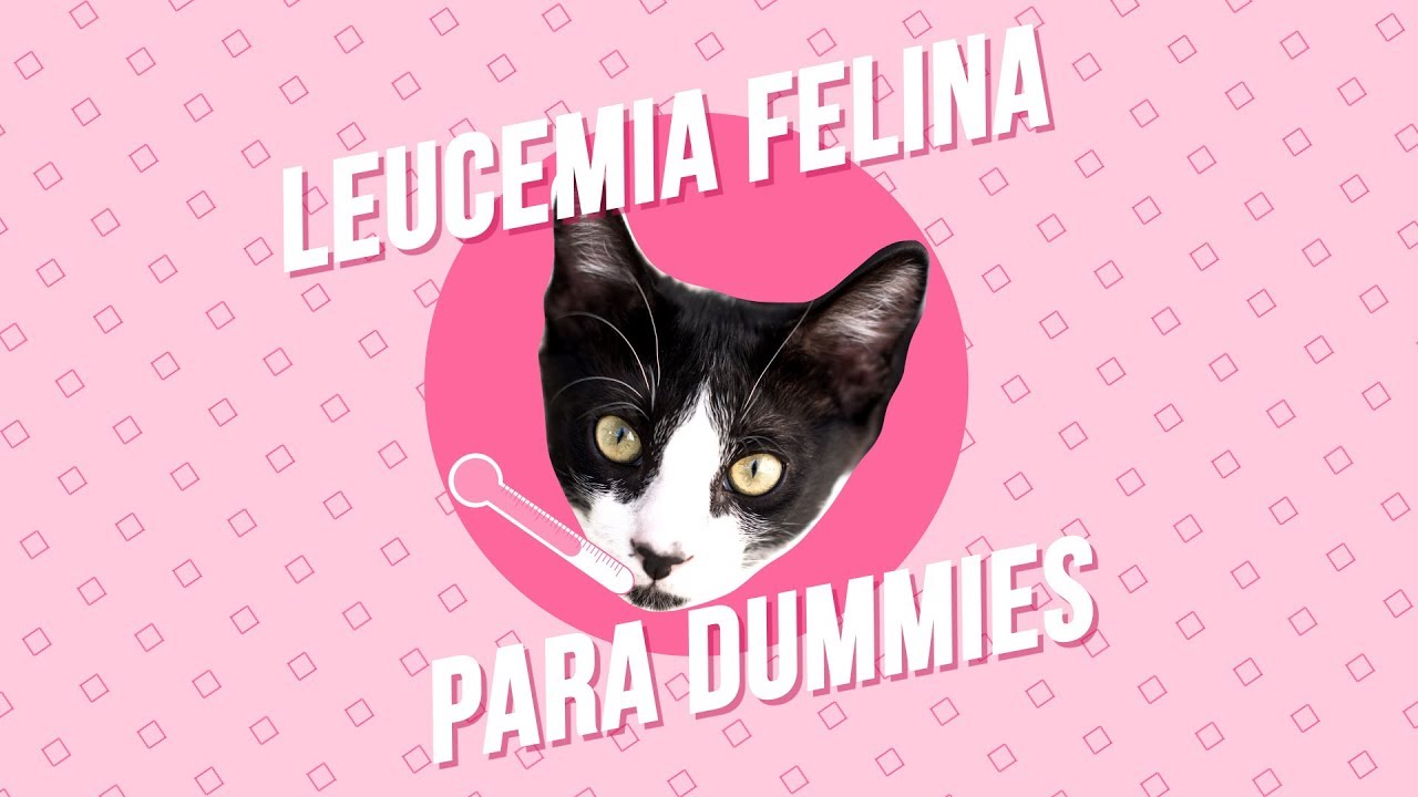 mi gato tiene leucemia que hago