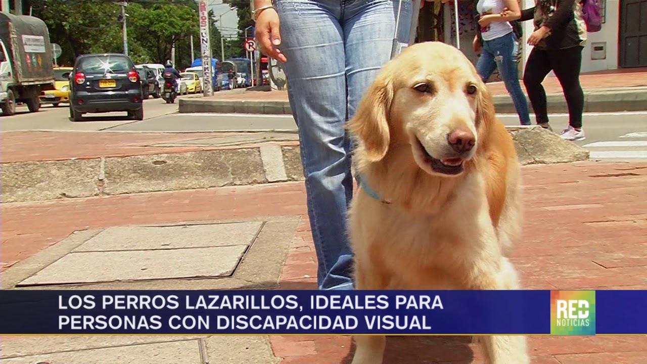 persona o animal que acompaña a un ciego