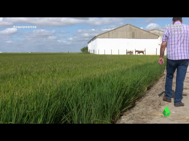 produccion de arroz en españa por provincias
