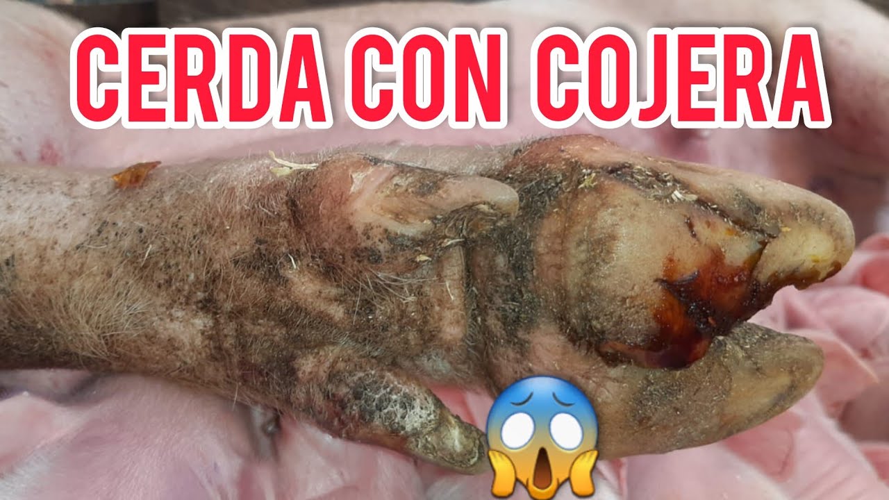 puede comer callos de cerdo una embarazada