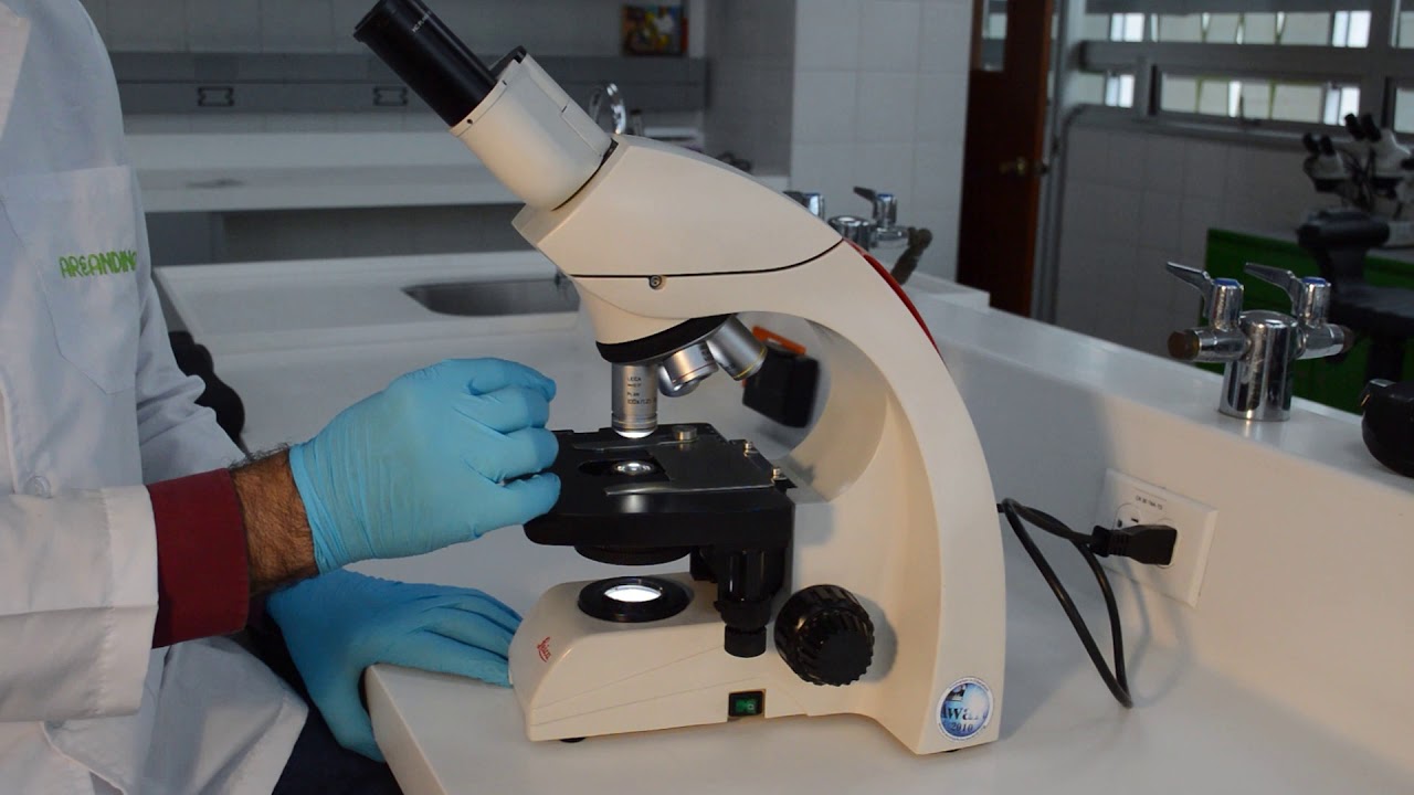 técnica manipulativa dentro del campo microscópico