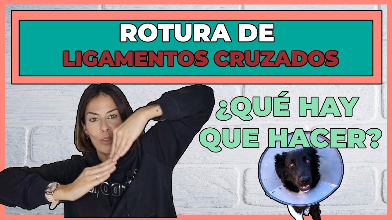 tratamiento conservador rotura ligamento cruzado perro
