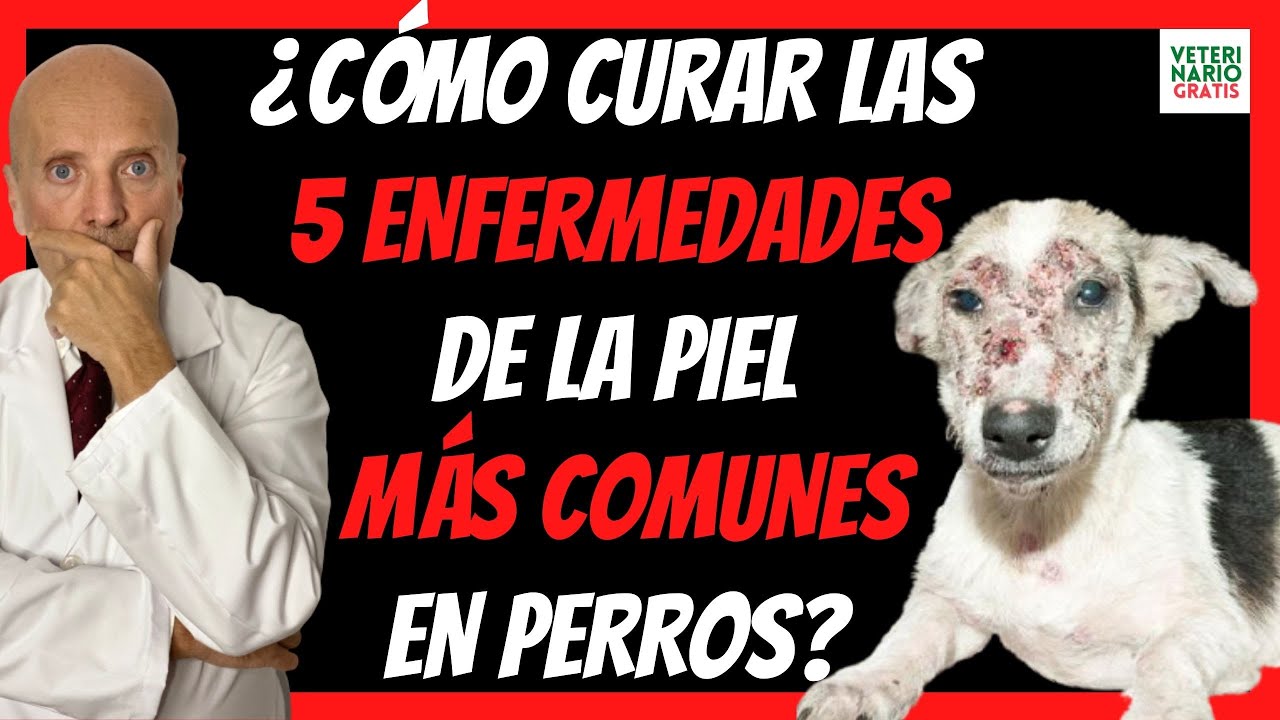 ulceras en perros en la piel