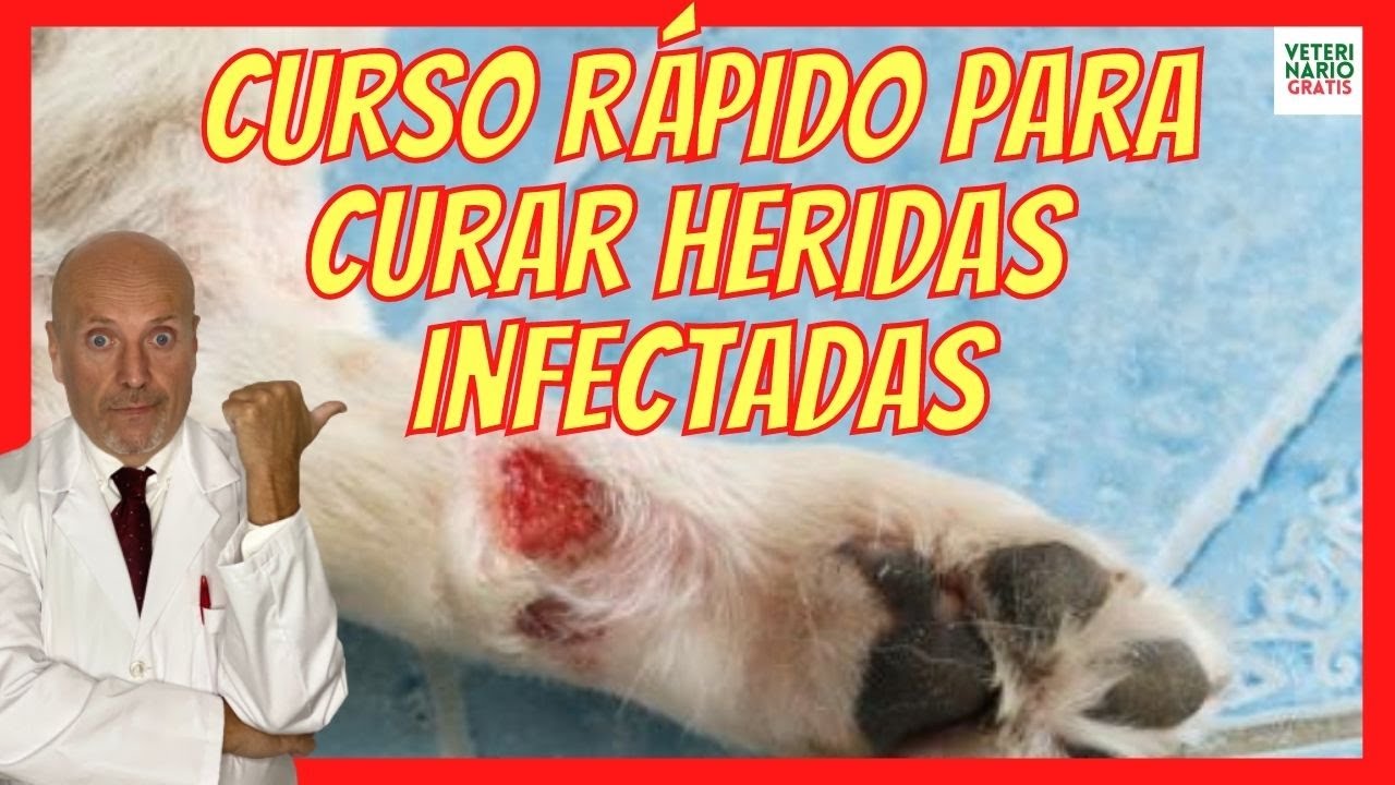 como curar herida a un perro