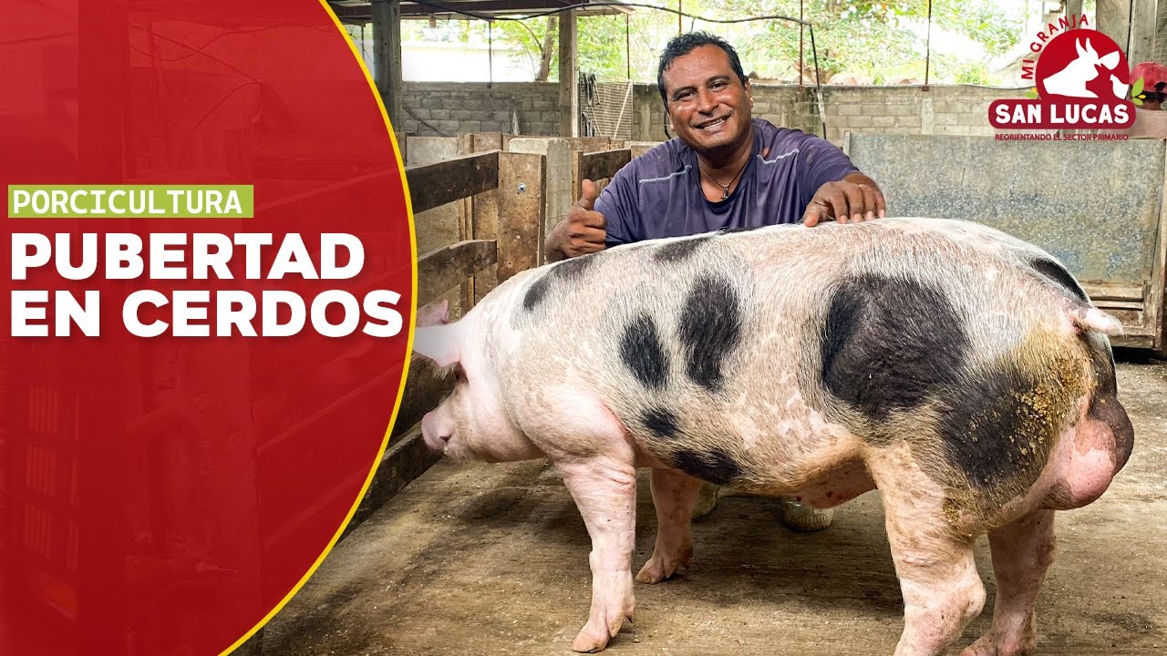 como se llama el cerdo de edad mediana