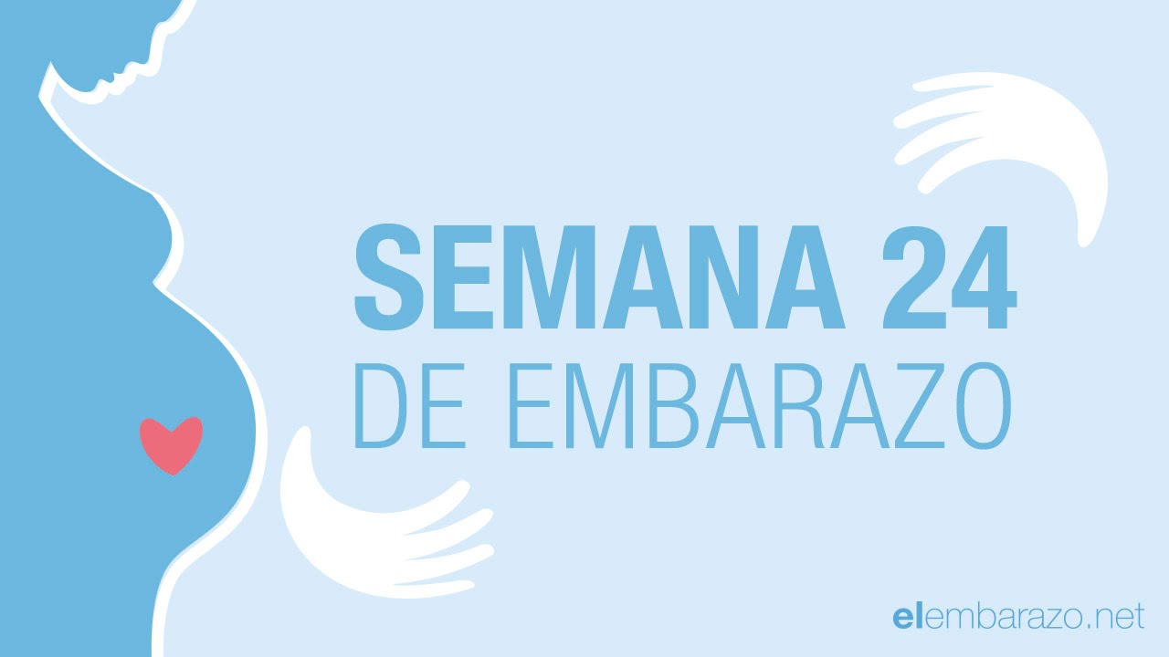 cuanto pesa un feto de 24 semanas