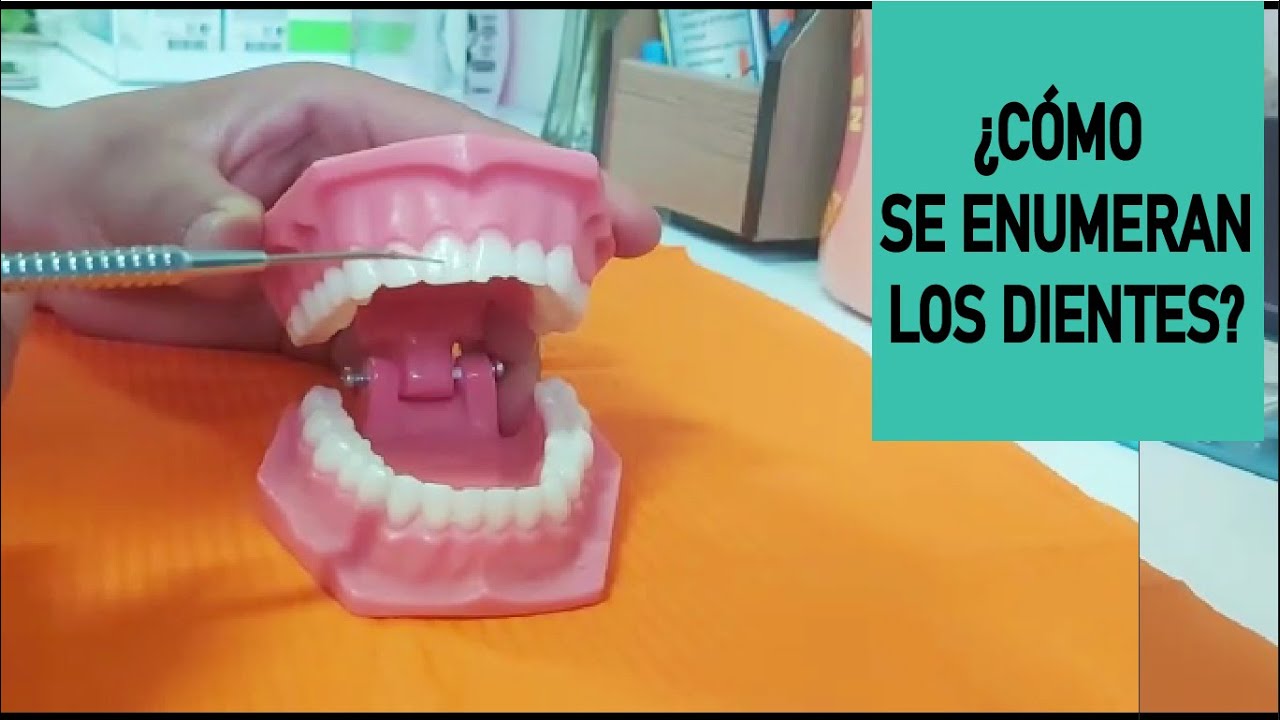 numeracion de los dientes en la boca