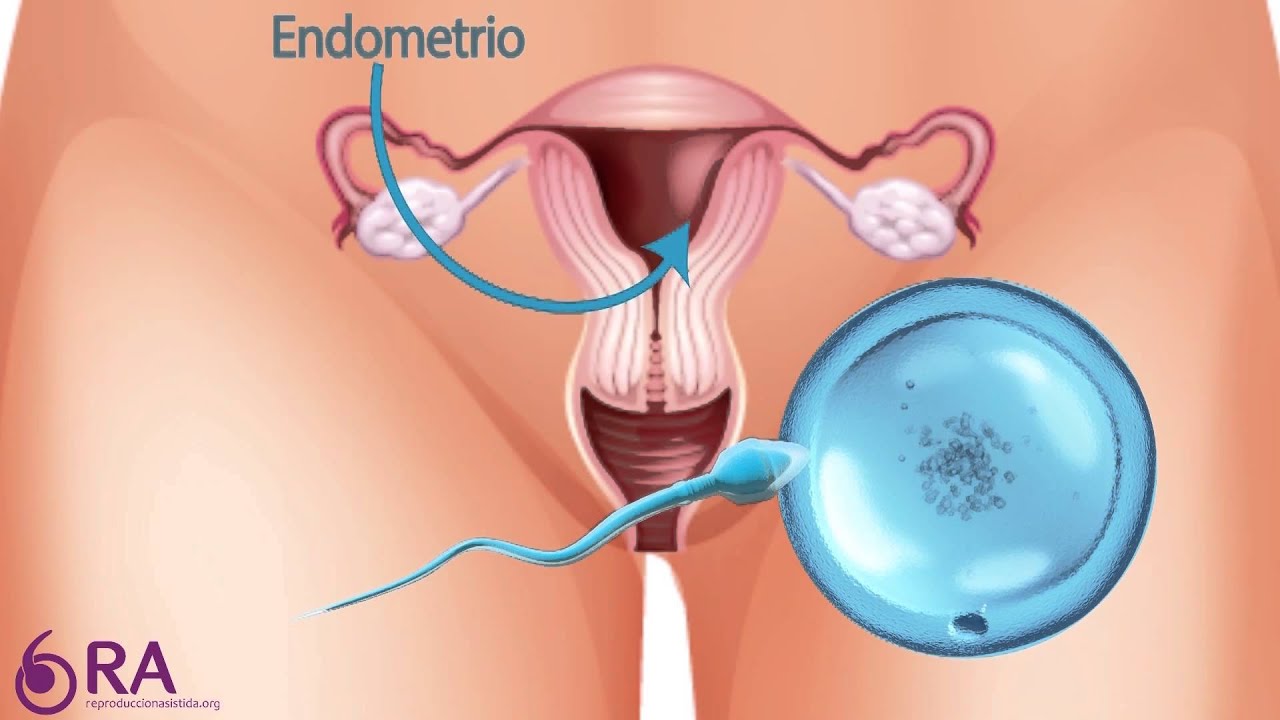 que es el endometrio y para que sirve