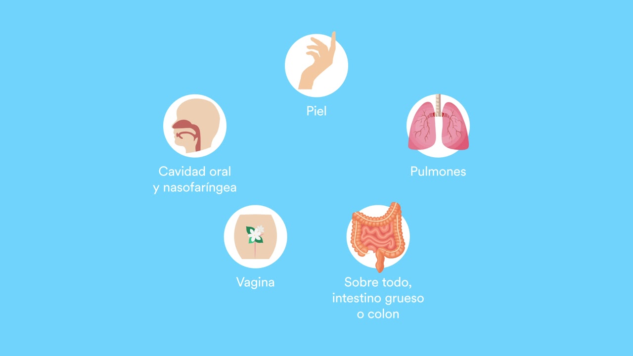 que significa se aisla flora saprófita