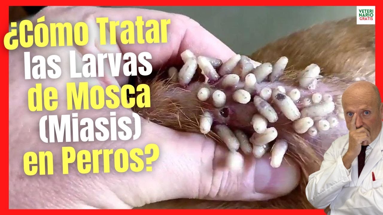 perro con gusanos en la piel