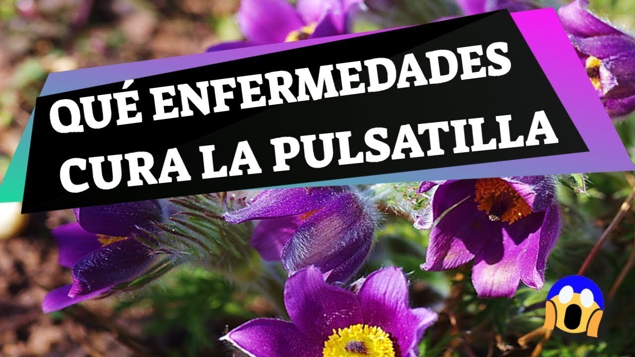 pulsatilla 30 ch para que sirve