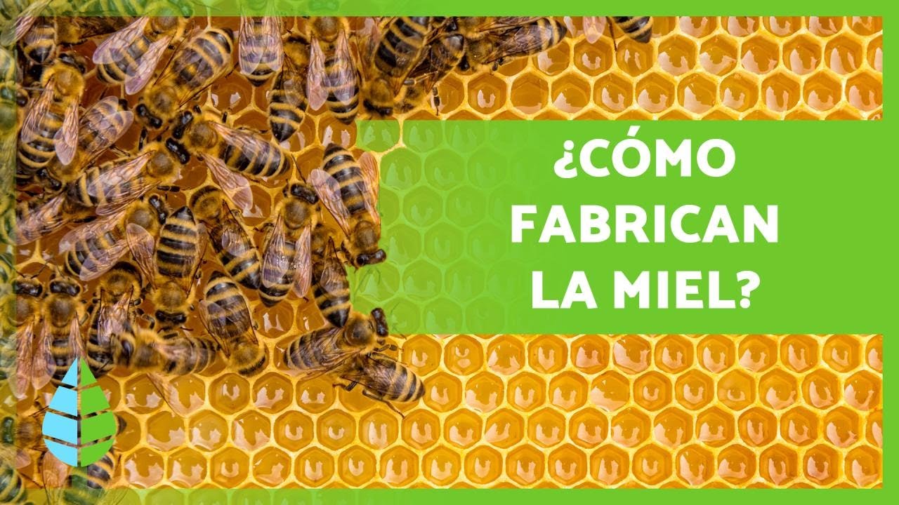 cómo elaboran las abejas la miel