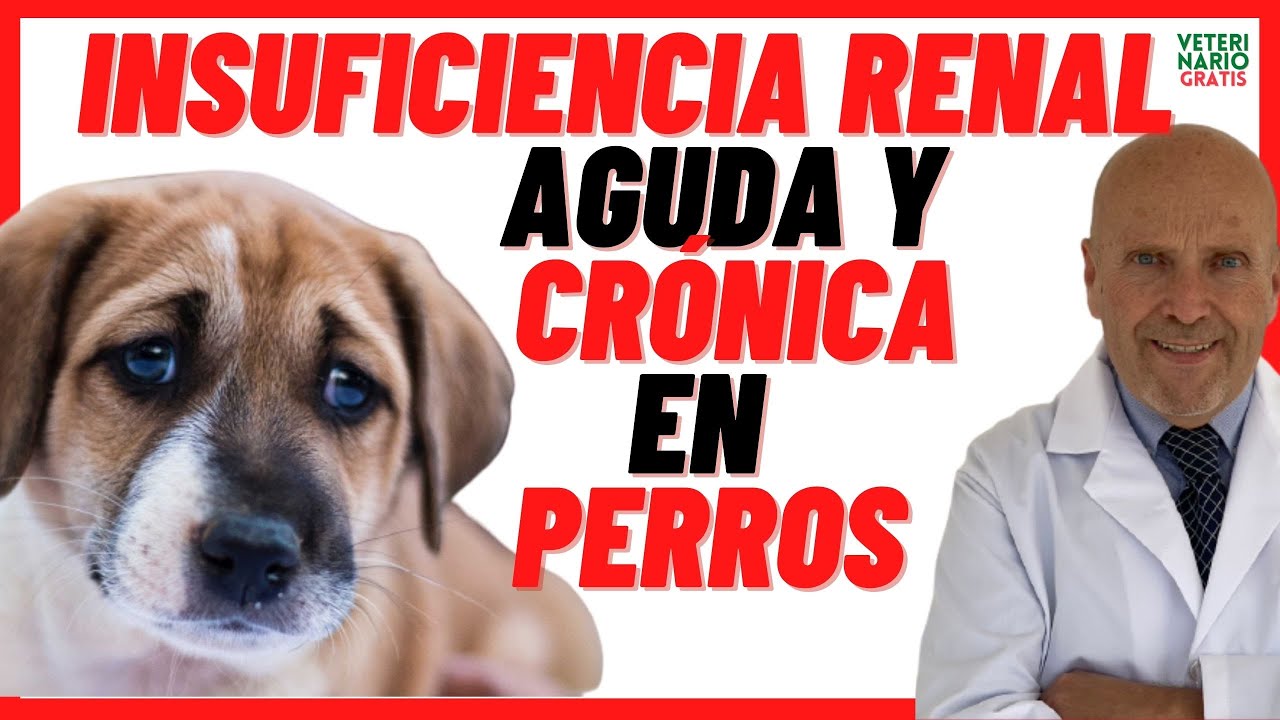 es dolorosa la muerte por insuficiencia renal en perros
